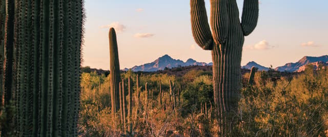Saguaro cactus grove at golden hour with desert mountains in the background