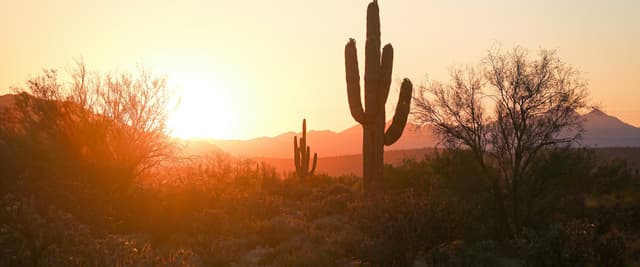 Single saguaro cactus silhouetted against a warm Arizona sunset, mountains in the distance